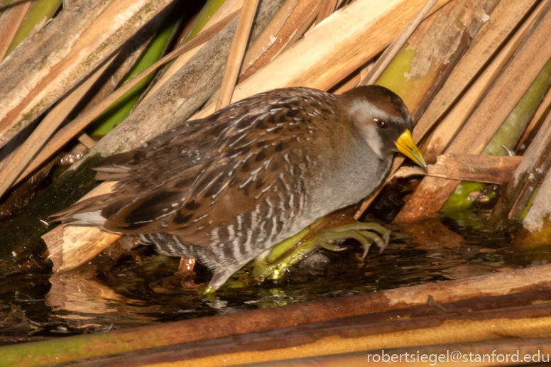 emily renzel wetlands